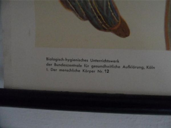 Vintage school map human