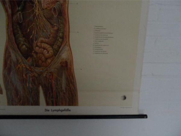 Vintage school map human