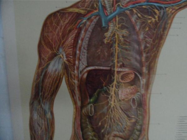 Vintage school map human