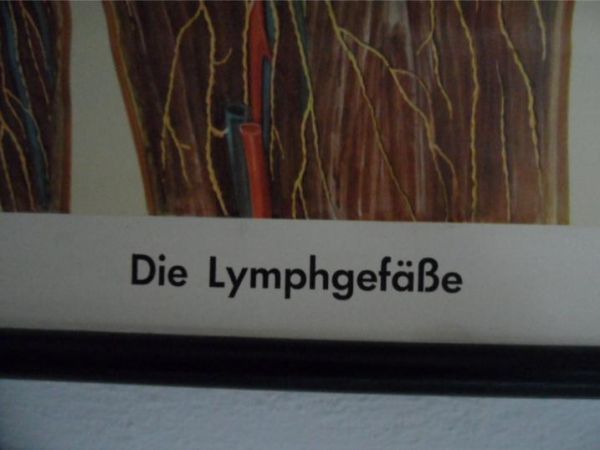 Vintage school map human