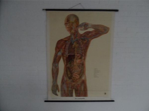 Vintage school map human