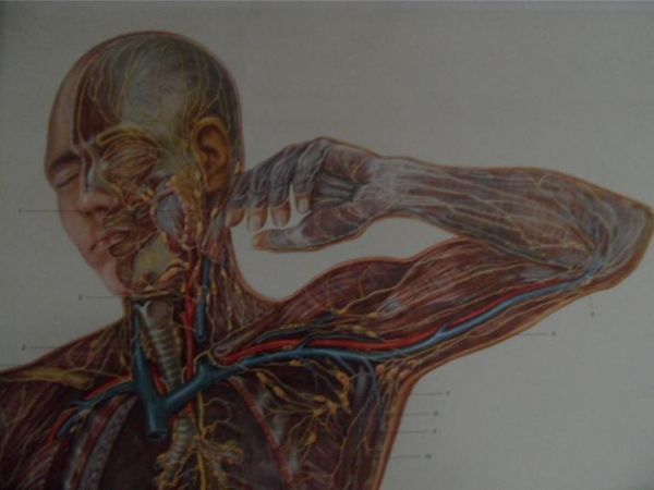 Vintage school map human